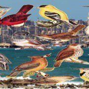 تاريخ نفوق الطيور في مصر