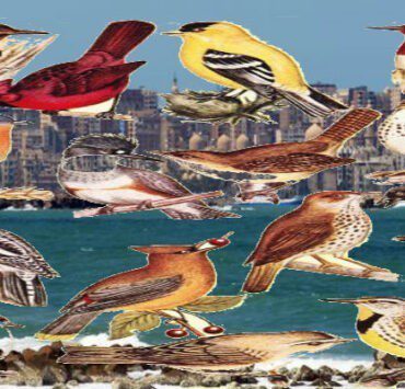 الشِلة تاريخ نفوق الطيور في مصر