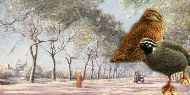 طيور السمان