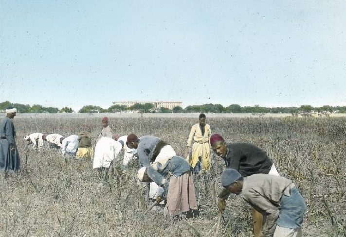 حين صدرت بنها الطين إلى ألمانيا واستوردت بلغاريا الحنة من الشرقية الزراعة في بنها زمان