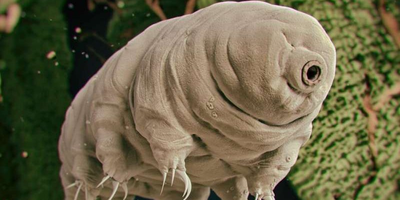 تعرف على دب الماء ..أغرب وأقوى حيوان في العالم بطيء الخطو