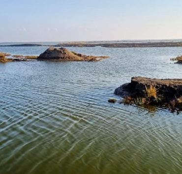 في المنزلة ............................ حين غادر السمك مزارعه إلى البحر