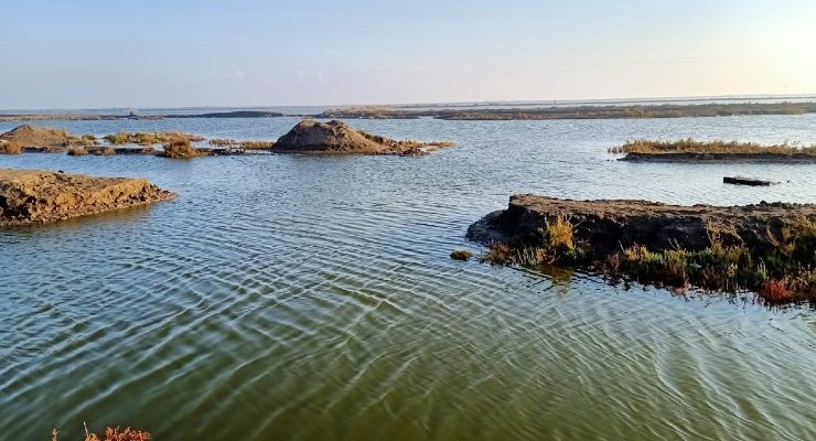 في المنزلة ............................ حين غادر السمك مزارعه إلى البحر