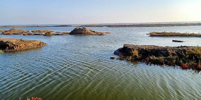 في المنزلة .. حين غادر السمك مزارعه إلى البحر في المنزلة ............................ حين غادر السمك مزارعه إلى البحر