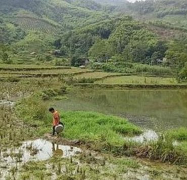 الربيع الكلثومي فيتنام