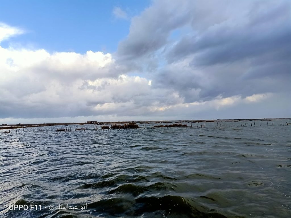 في المنزلة .. حين غادر السمك مزارعه إلى البحر في المنزلة ............................ حين غادر السمك مزارعه إلى البحر