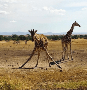 ليوناردو دي كابريو الذي يتبرع للزرافات ويدعم الصهيونية! ليوناردو دي كابريو