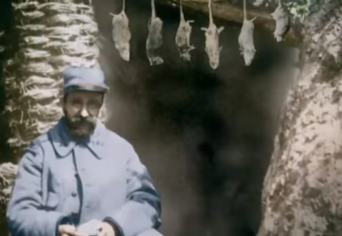 الحيوانات في الحرب العالمية الأولى “مالم تذكره أسوشيتد برس عن مصر” صيد الفئران