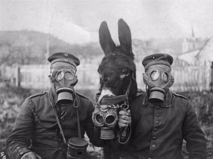 الحيوانات في الحرب العالمية الأولى “مالم تذكره أسوشيتد برس عن مصر” حيوانات الحرب العالمية الأولى