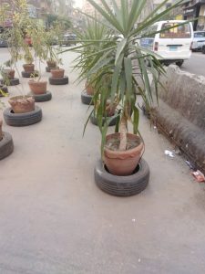 إلى السيد وزير التربية والتعليم: أرجوك طبق حي الأشجار حي الأشجار