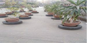 إلى السيد وزير التربية والتعليم: أرجوك طبق حي الأشجار حي الأشجار