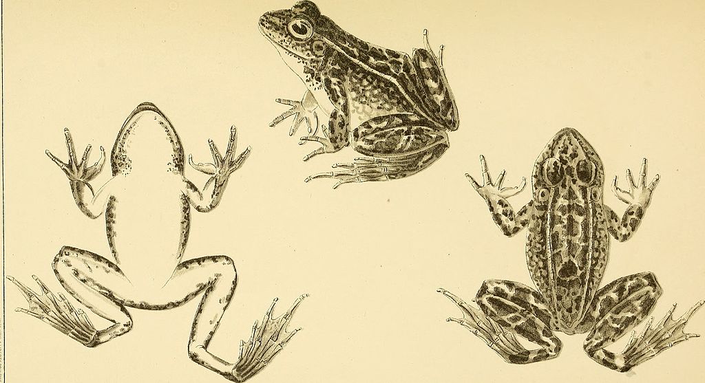 تاريخ سرقة الآثار المصرية .. طورته ضفدعة بمحض الصدفة رسمة قديمة للضفادع