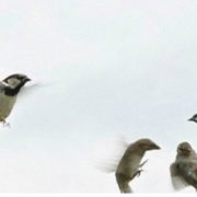 زفة عصافيري على شباكي ...................................................