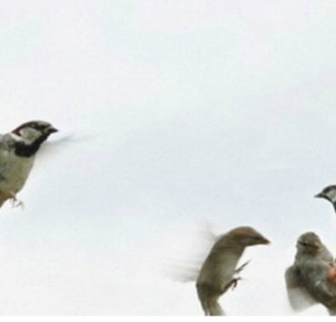 زفة عصافيري على شباكي ...................................................