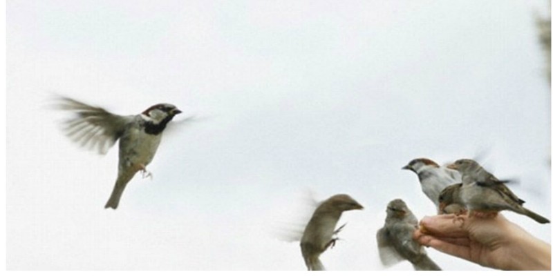 زفة عصافيري على شباكي ...................................................