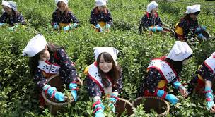 حرر أمريكا من الاستعمار.. كيف أصبح “الشاي” كوب الإنسانية؟ الشاي