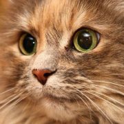 موسيقى الغناوة