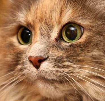 موسيقى الغناوة