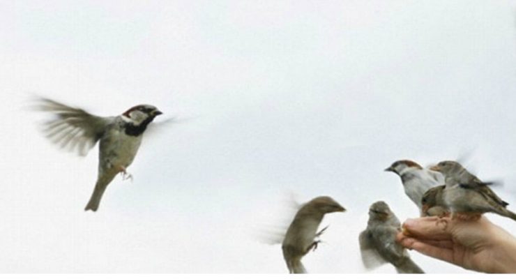 زفة عصافيري على شباكي ...................................................