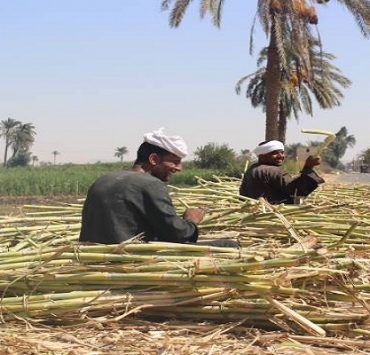 القصب المنياوي