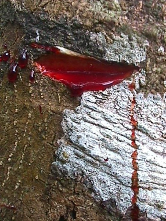 شجرة دم الأخوين .. قصة أغرب شجرة في العالم شجرة دم التنين