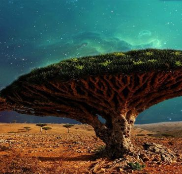 شجرة دم الأخوين