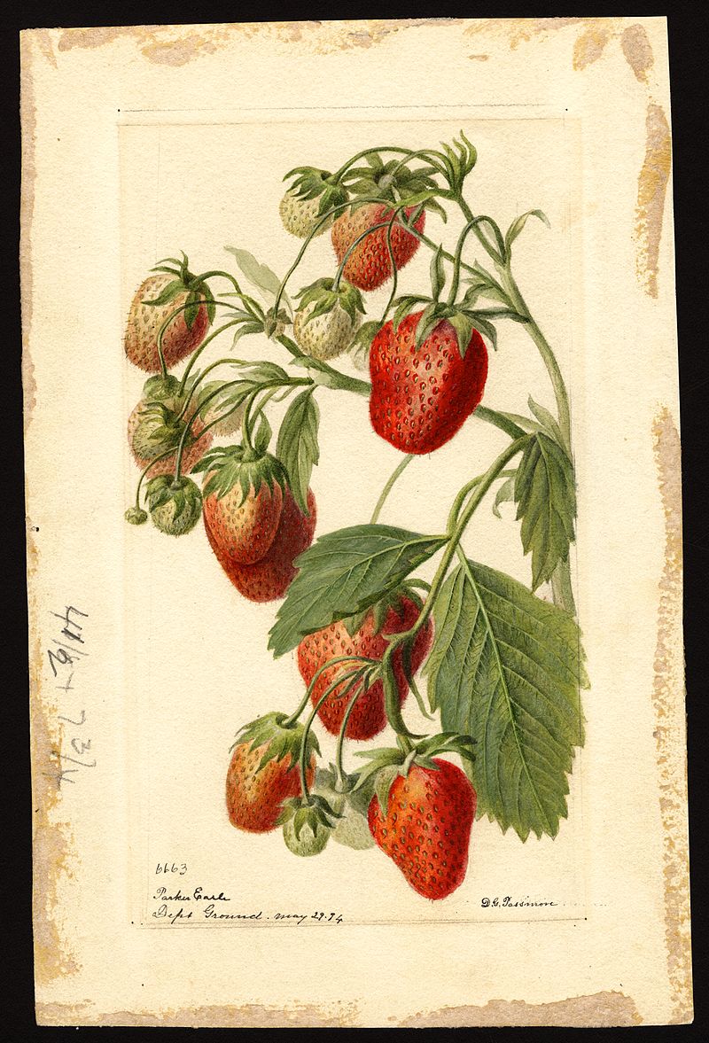 بين إسماعيلية رايح جاي والفن السابع “اتنين عصير فراولة” صورة مائية عام 1890 للفراولة