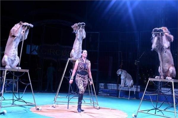 شاهدوا عروض الحواة..اقتناء سلاطين المماليك للحيوانات والطيور سلاطين المماليك