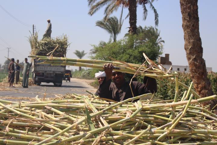 حكاية القصب المنياوي .. “من أيام الإرهاب إلى سد النهضة” القصب في المنيا