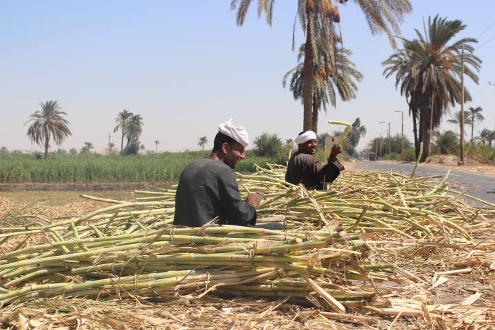 حكاية القصب المنياوي .. “من أيام الإرهاب إلى سد النهضة” القصب