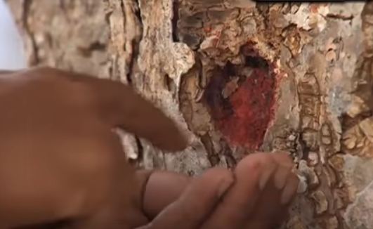 شجرة دم الأخوين .. قصة أغرب شجرة في العالم شجرة دم الأخوين