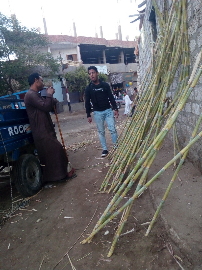 حكاية القصب المنياوي .. “من أيام الإرهاب إلى سد النهضة” القصب المنياوي