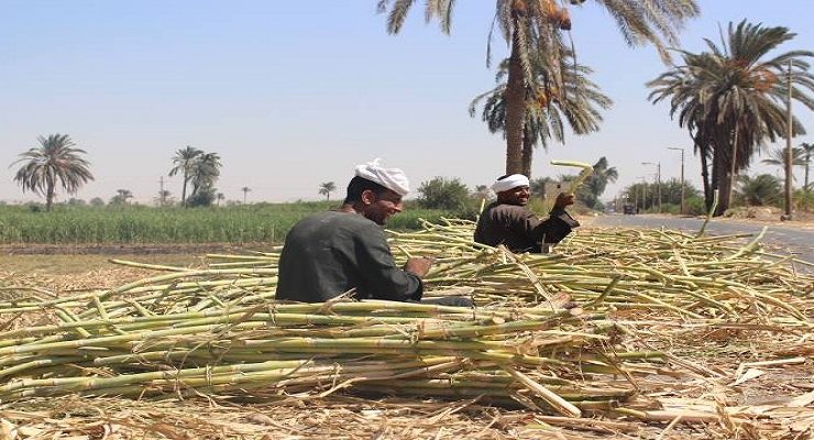 القصب المنياوي