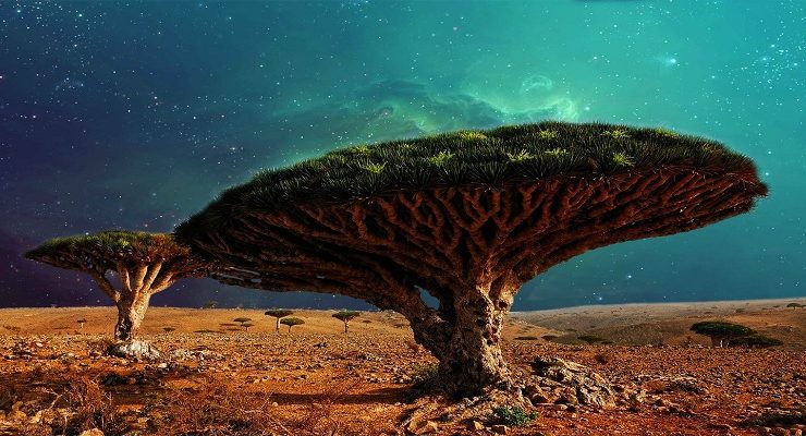 شجرة دم الأخوين