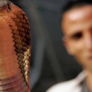 الثعابين في مصر