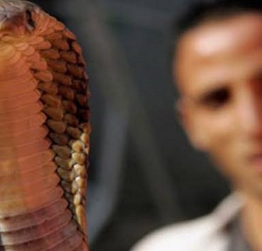 الثعابين في مصر