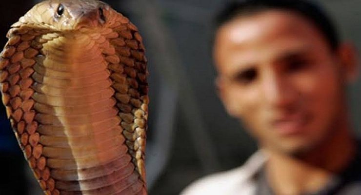 الثعابين في مصر