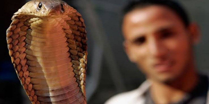 الثعابين في مصر