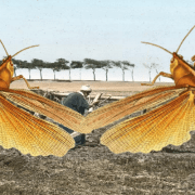 الجراد في تاريخ مصر