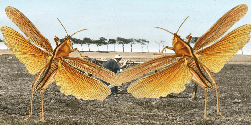 الجراد في تاريخ مصر