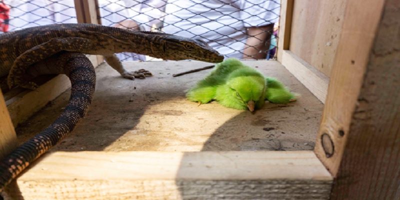 سوق الجمعة .. من تجارة الخردة إلى حديقة الحيوانات الشعبية سوق الجمعة