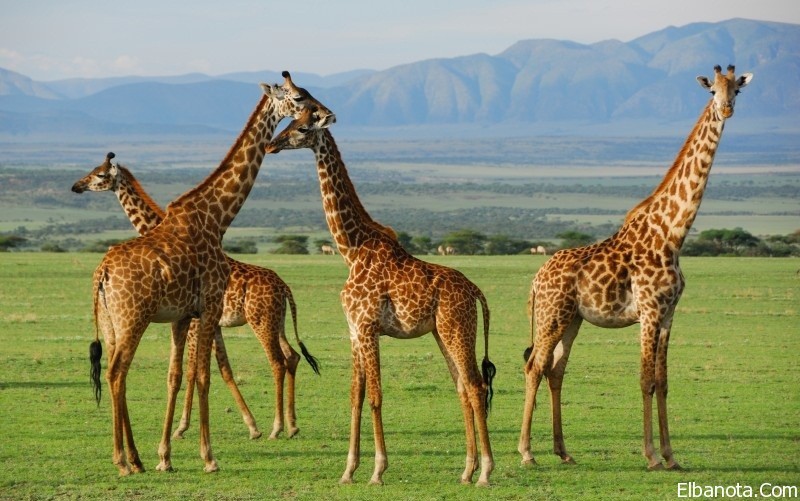 بعد مقتل أخر زرافة بيضاء..هل تعلم أن الزراف بأنواعه في طريقه للانقراض؟! زرافة ......................بعد مقتل أخر زرافة بيضاء..هل تعلم أن الزراف بأنواعه في طريقه للانقراض؟!