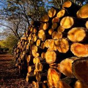 تاريخ صناعة الورق