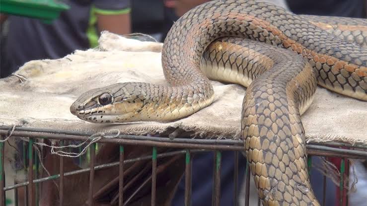 من أين اشترى الصينيون ثعابينهم التي حضروها للشوي؟.. اعرف معنا ثعبان في سوق التونسي جنوب القاهرة