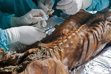 “أوتزي” قصة مومياء عمرها 5000 عام سببت نزاعًا بين بلدين وموت كل من عمل عليها أوتزي