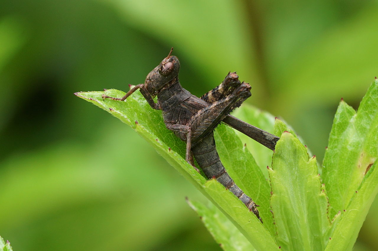 الجراد في تاريخ مصر الحديث .. قطن المنوفية يقتله وشائعات أدت إلى الكارثة جرادة