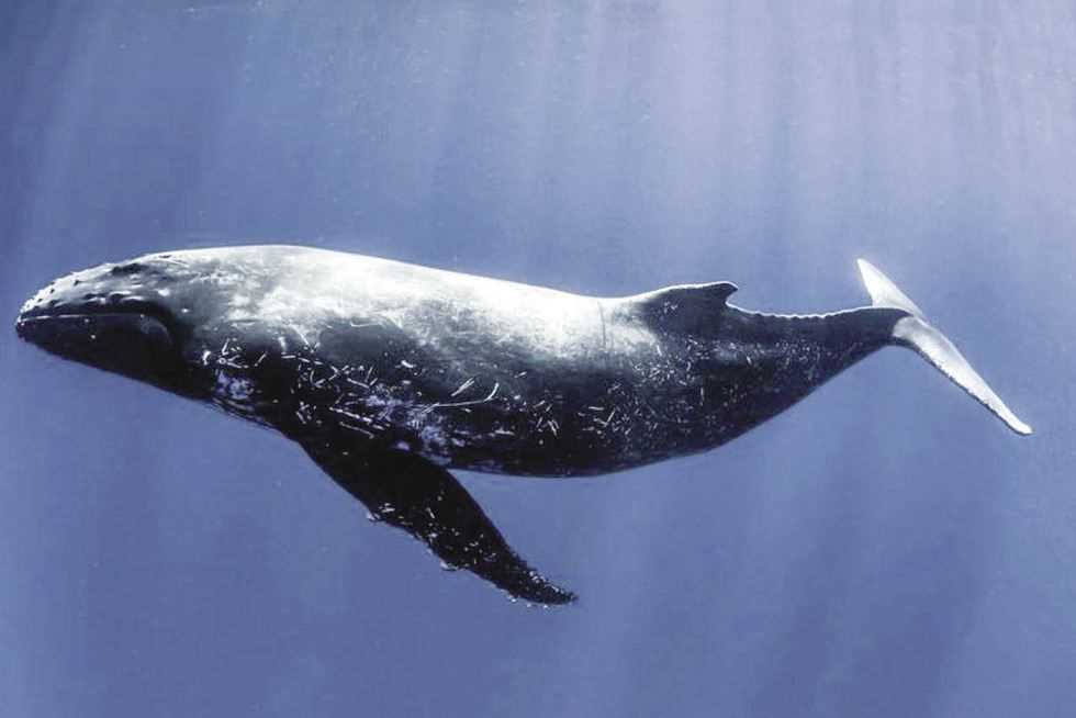 قصيدة “حوت رائد الفضاء” حدوتة الكائنات الأكثر شعورًا بالوحدة حوت