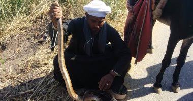 من أين اشترى الصينيون ثعابينهم التي حضروها للشوي؟.. اعرف معنا رجل من الطريقة الرفاعية ممسكا بثعبان