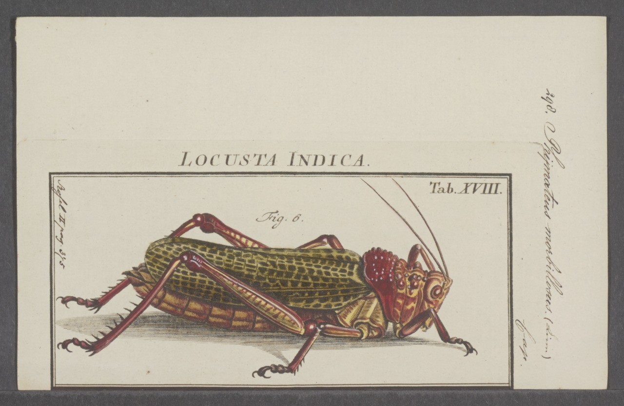 الجراد في تاريخ مصر الحديث .. قطن المنوفية يقتله وشائعات أدت إلى الكارثة رسمة للجرادة