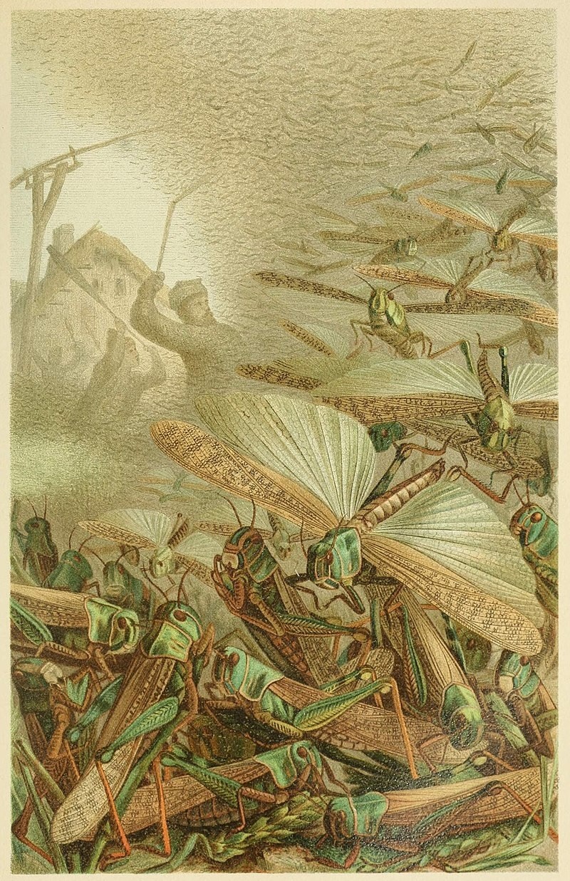 الجراد في تاريخ مصر الحديث .. قطن المنوفية يقتله وشائعات أدت إلى الكارثة رسمة هجوم الجراد